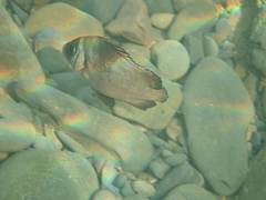 Plectorhinchus gibbosus