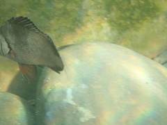 Plectorhinchus gibbosus