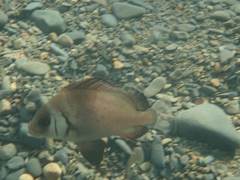 Plectorhinchus gibbosus