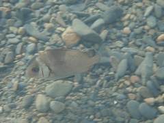 Plectorhinchus gibbosus