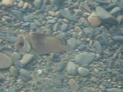 Plectorhinchus gibbosus