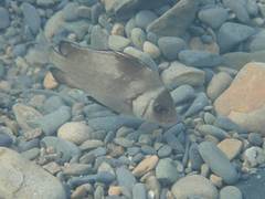 Plectorhinchus gibbosus