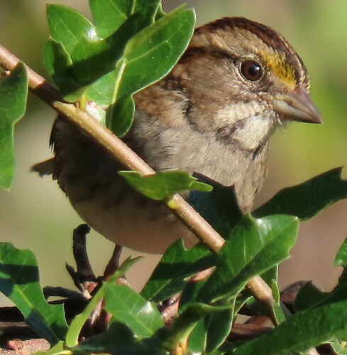 White-throated Sparrow photographed in Florida