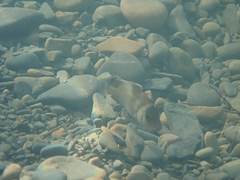 Plectorhinchus gibbosus