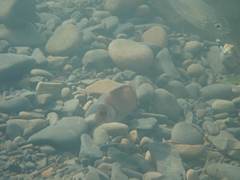 Plectorhinchus gibbosus