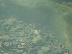 Plectorhinchus gibbosus