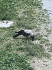 Corvus cornix