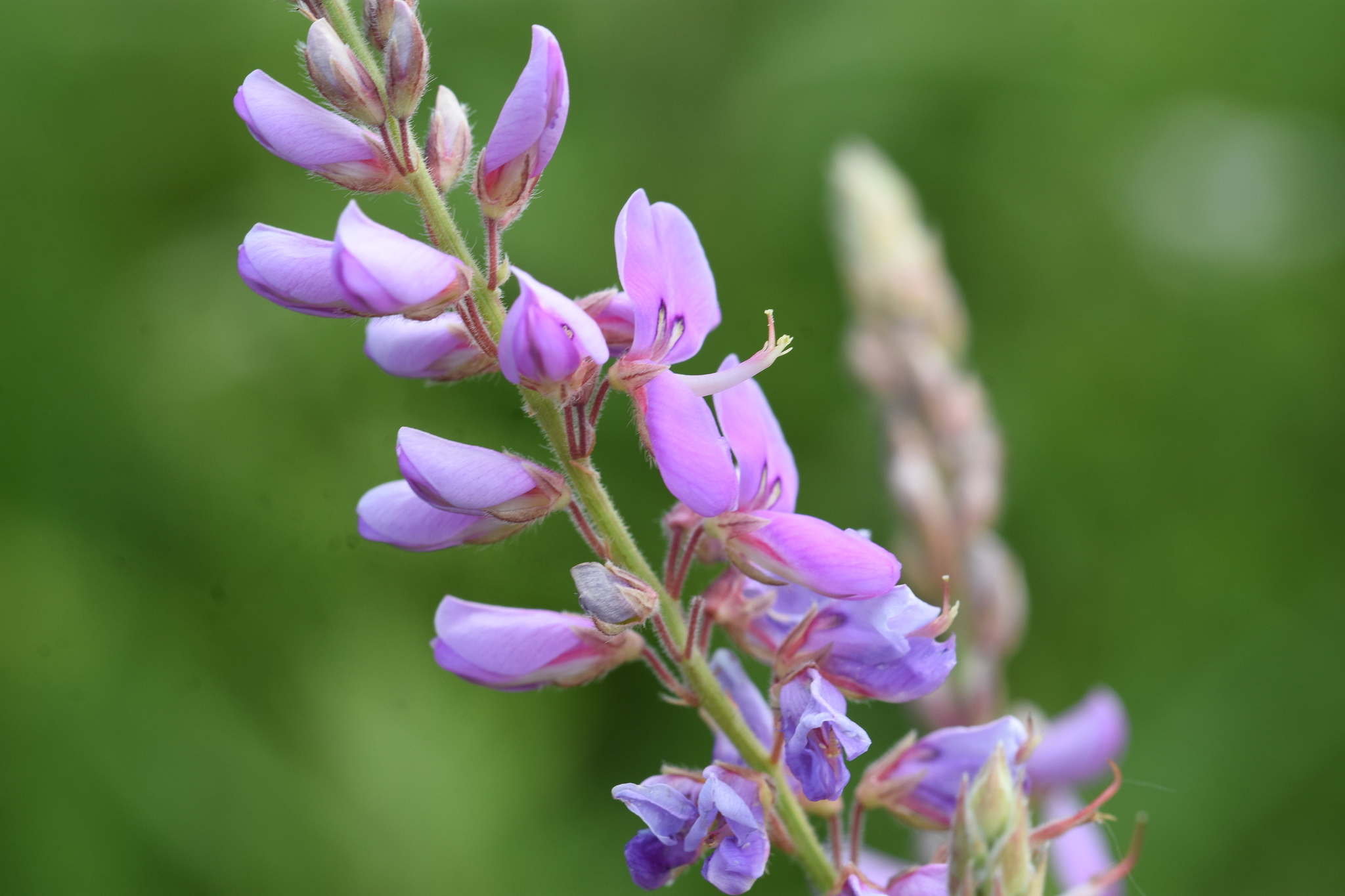 Desmodium
