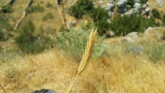 Hordeum bulbosum