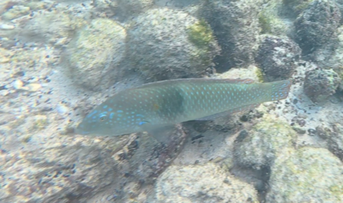 Chameleon wrasse (Halichoeres dispilus) — Labridae — 5