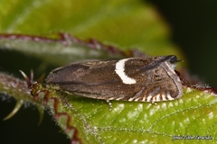 Grapholita lunulana