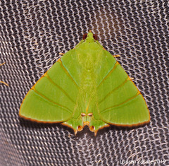 Eulepidotis viridissima