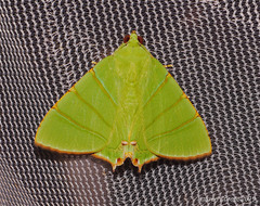 Eulepidotis viridissima