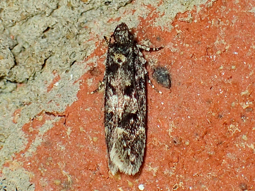White-spotted Chionodes Moth photo 3