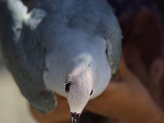 Ducula rosacea