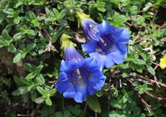 Gentiana occidentalis