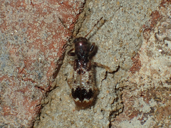 Pelonium leucophaeum