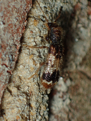 Pelonium leucophaeum