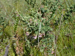 Indigofera superba