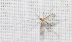 Macrocera