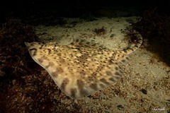 Thornback Ray photo 1