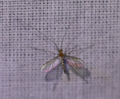 Macrocera
