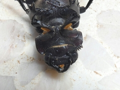 Lucanus