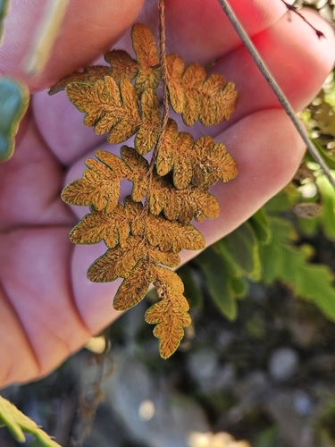 Image of Paragymnopteris marantae by (c) Marc Riera, some rights reserved (CC BY)
