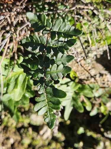 Image of Paragymnopteris marantae by (c) Marc Riera, some rights reserved (CC BY)