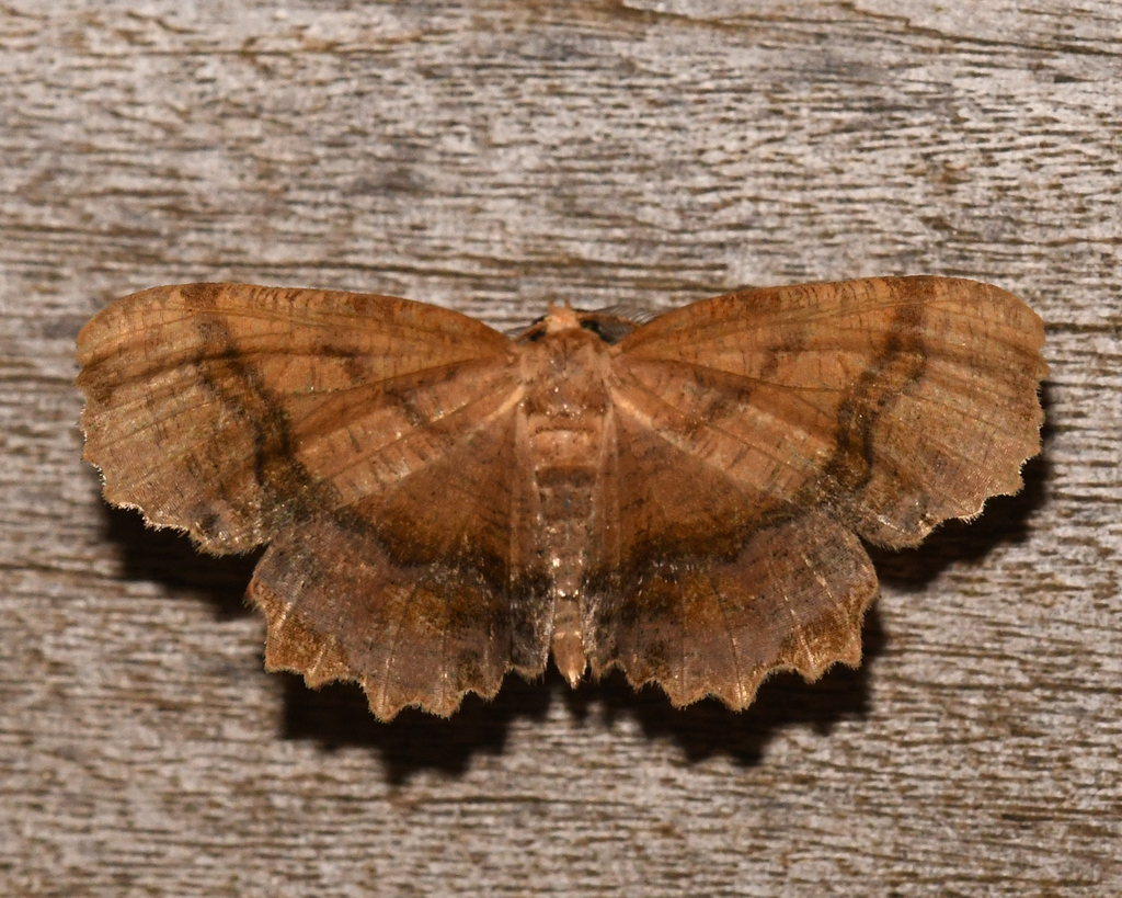 Scallop Moth