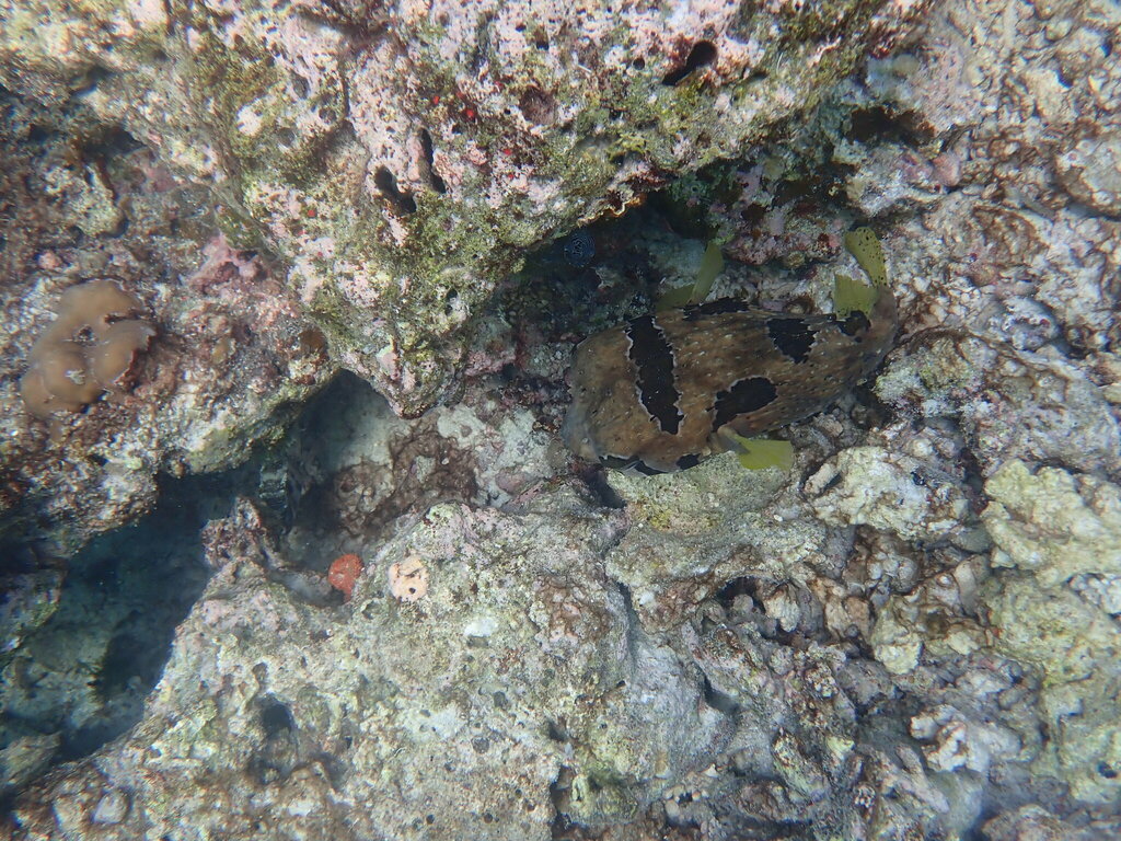 Black-blotched porcupinefish