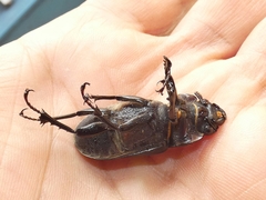 Lucanus