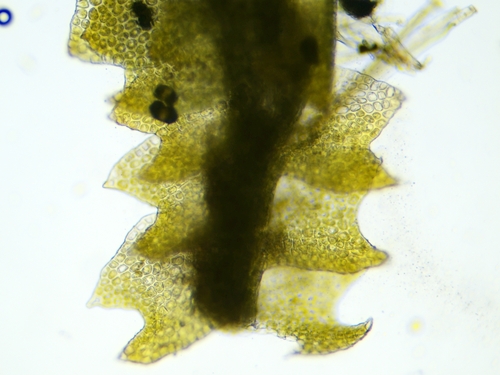 Isopaches bicrenatus