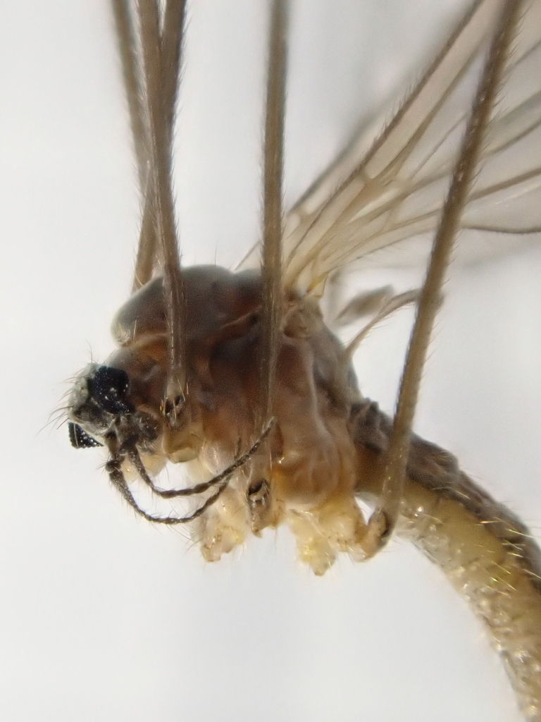 Crypteria limnophiloides