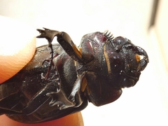 Lucanus