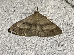 Renia flavipunctalis