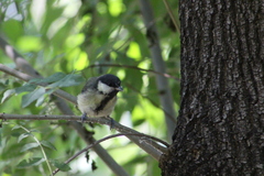Parus major