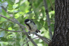 Parus major