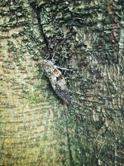 Cicadidae