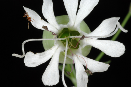 Paprastoji naktižiedė nuotrauka