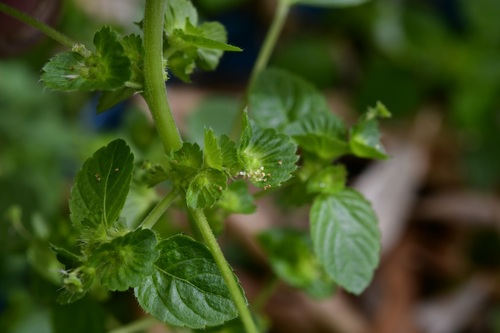 Mexican copperleaf (Acalypha mexicana)