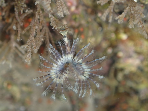 Hydroides dirampha observed 2024-12-26