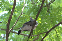 Columba palumbus