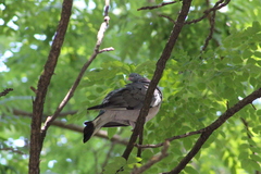 Columba palumbus