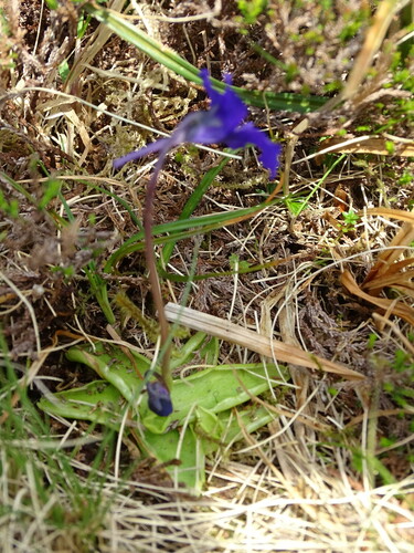 Image of Pinguicula grandiflora by (c) Grzegorz Grzejszczak, some rights reserved (CC BY-SA)