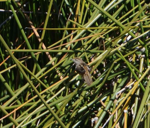 Poodytes gramineus