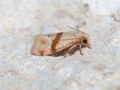 Cochylis caulocatax