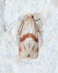 Cochylis caulocatax