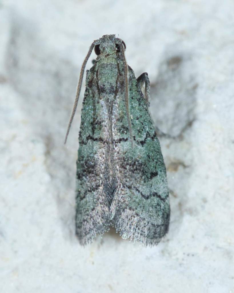 Cacotherapia