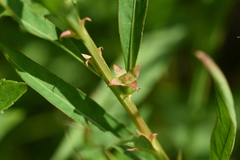Ludwigia polycarpa